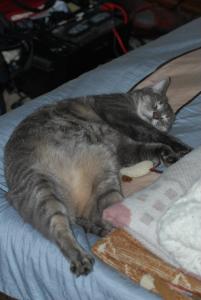 Clyde is taking a nap after playing with his mouse.