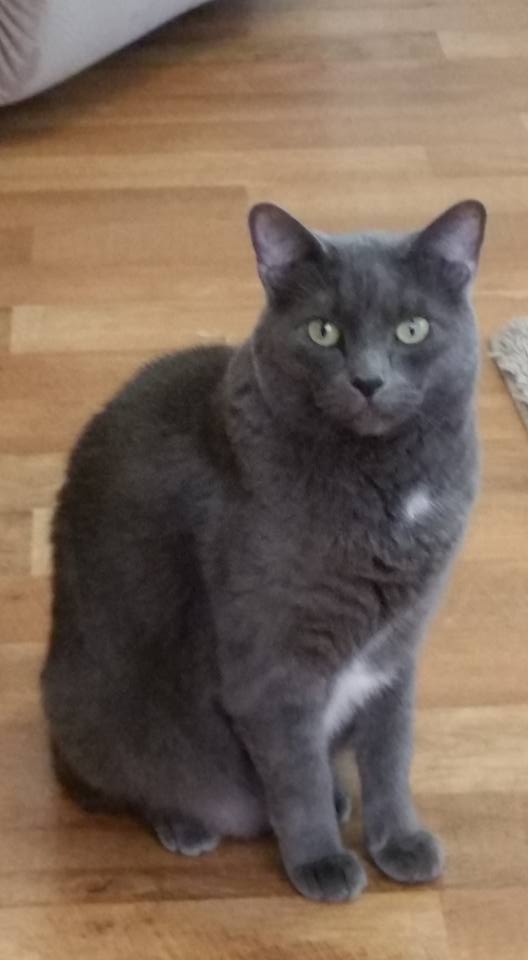 12243596_10153274863893946_58975228034441093_n