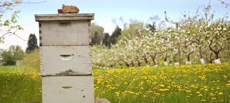 beekeeping