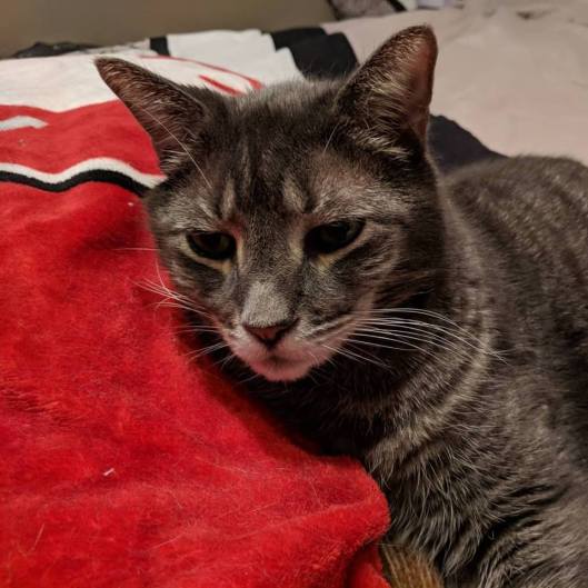 42586746_10155854345548946_6385387355670315008_n